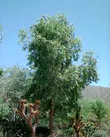 Eucalyptus microtheca or Coolibah tree